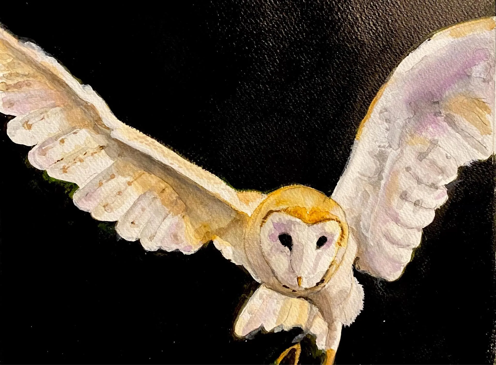 Barn Owl in Flight