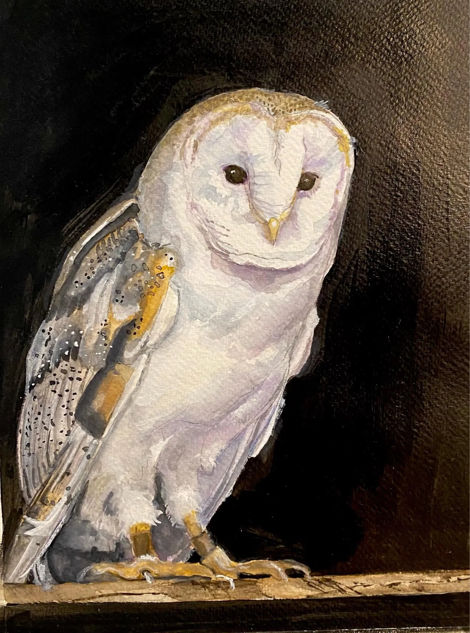 Barn Owl