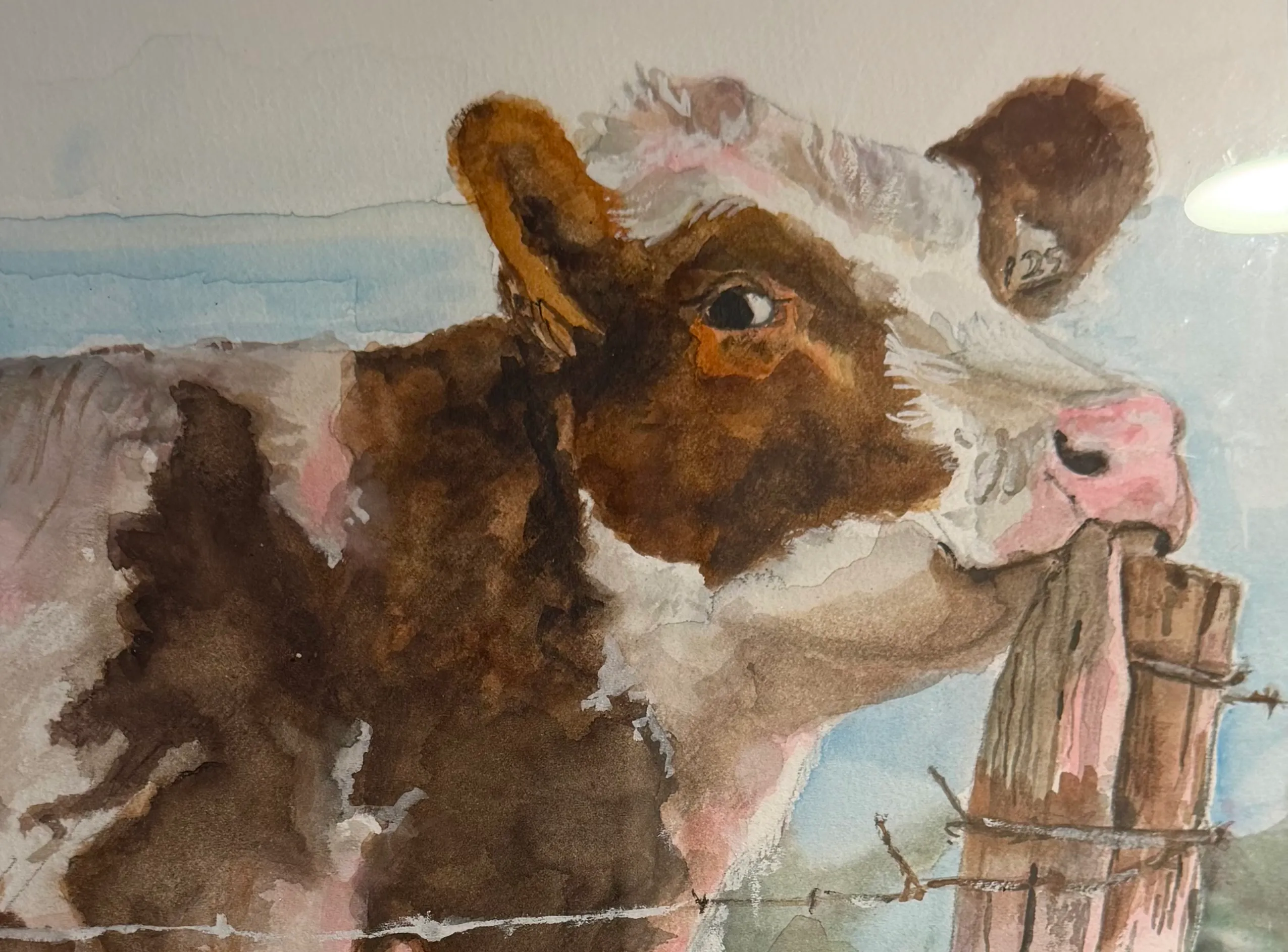Cow on Fence Line