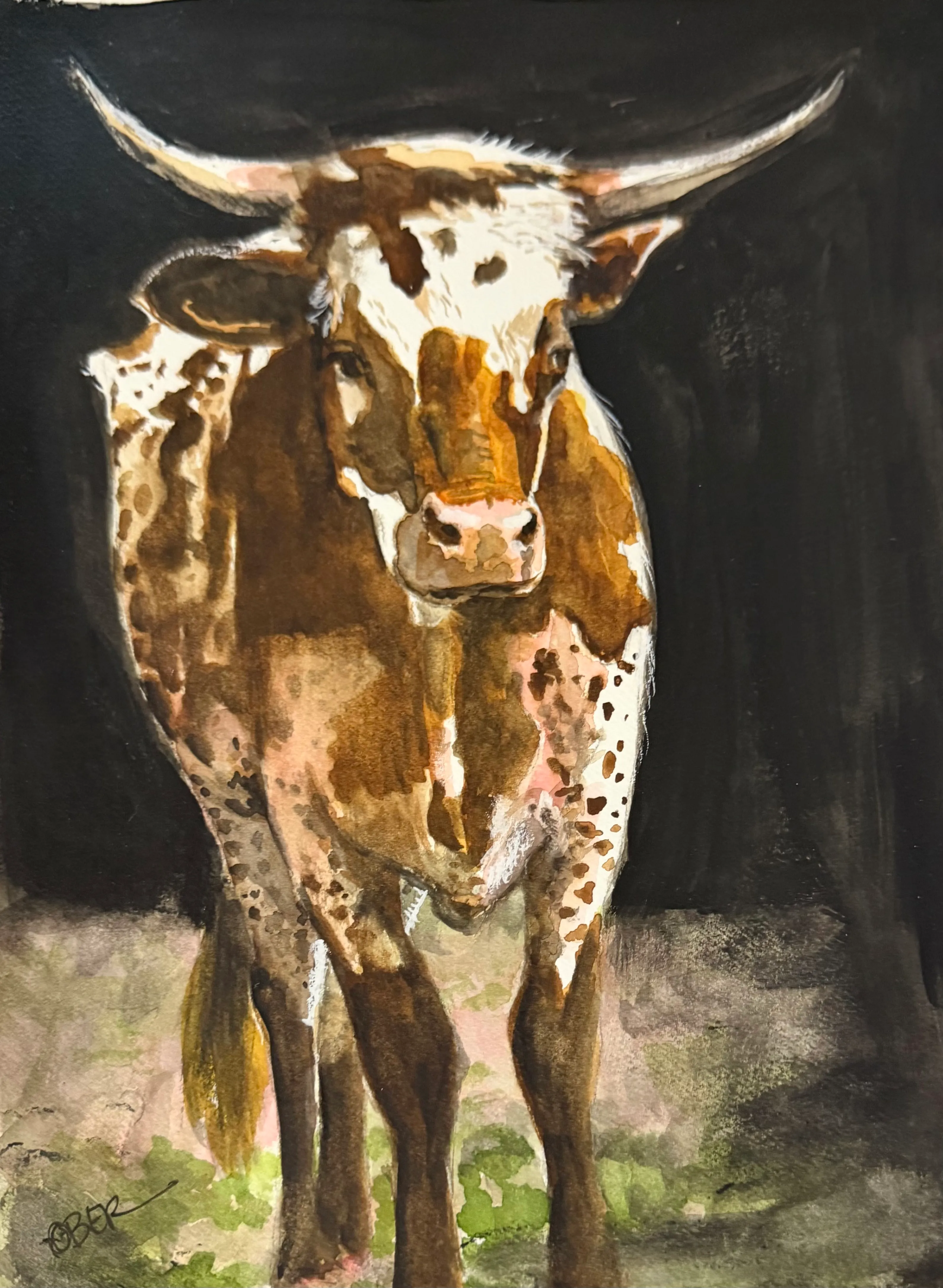 Steer